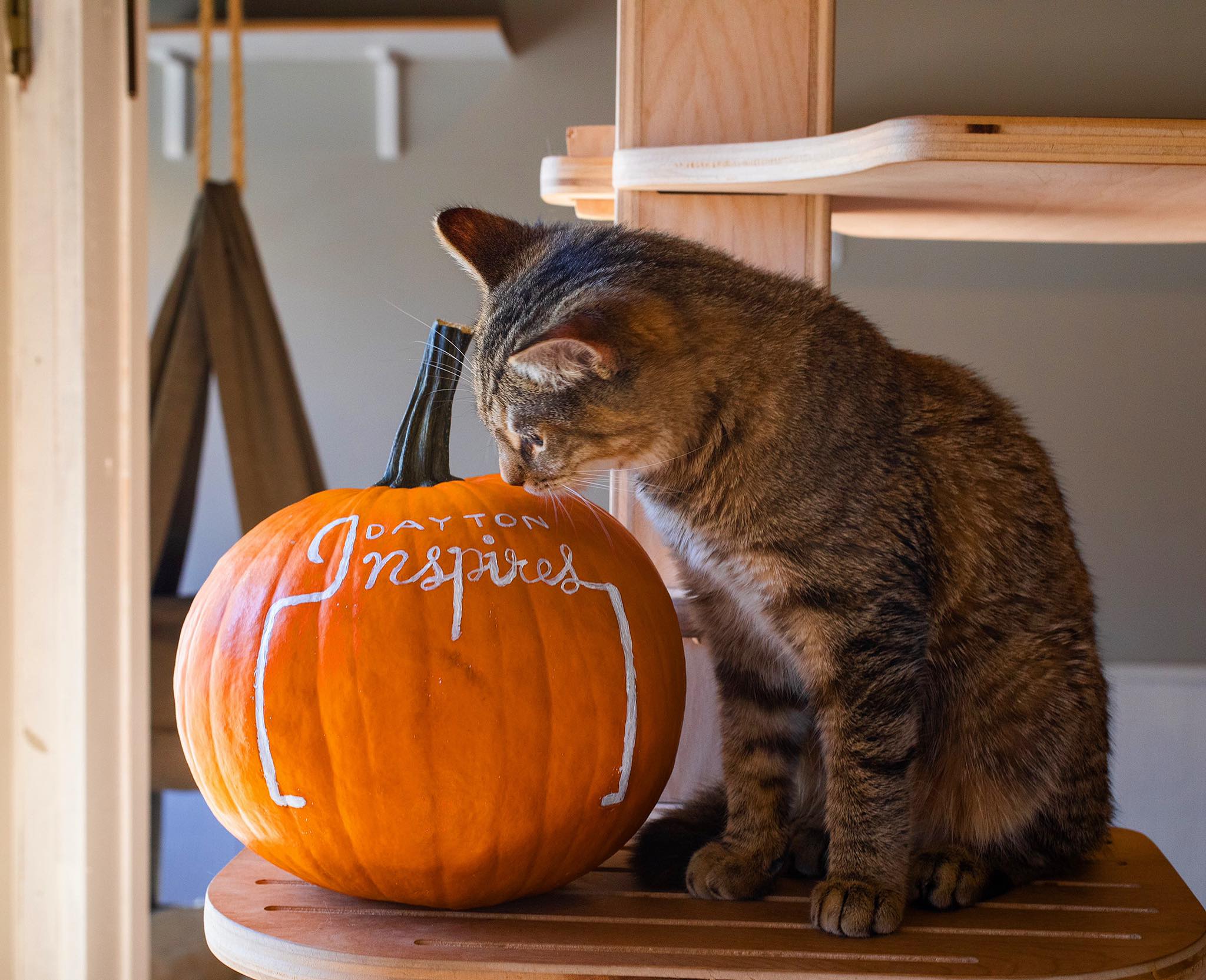 Dayton Inspires pumpkin with cat